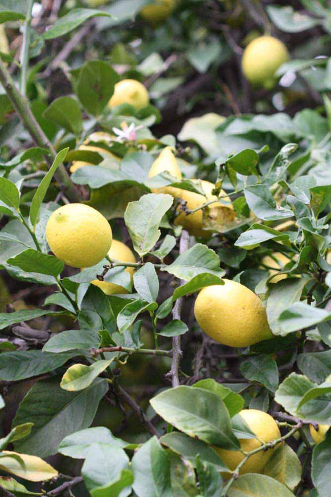              Fruit (Cascade, Riverside, CA)       